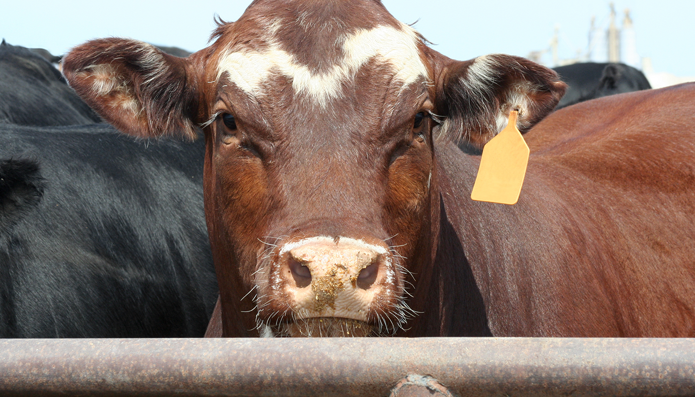 Beef Slaughter and Processing