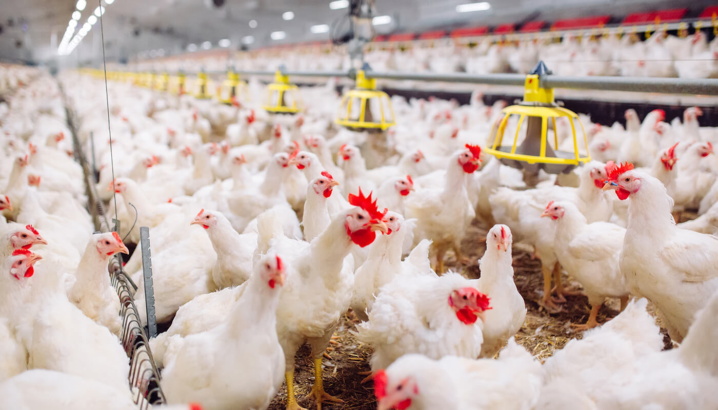 Salmonella Control in Poultry